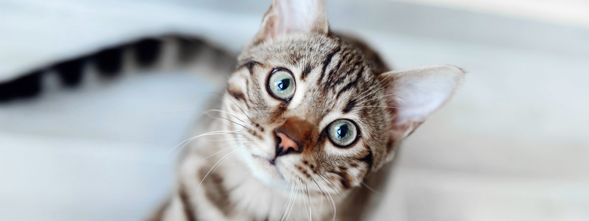 cat in animal hospital