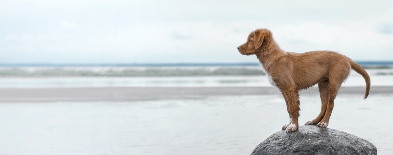 brown dog at riverhills pet care hospital